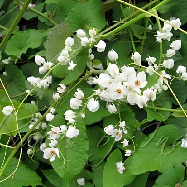 ANTIGONON LEP. ALBA - Image 5