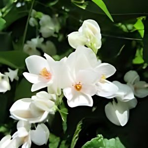 ANTIGONON LEP. ALBA