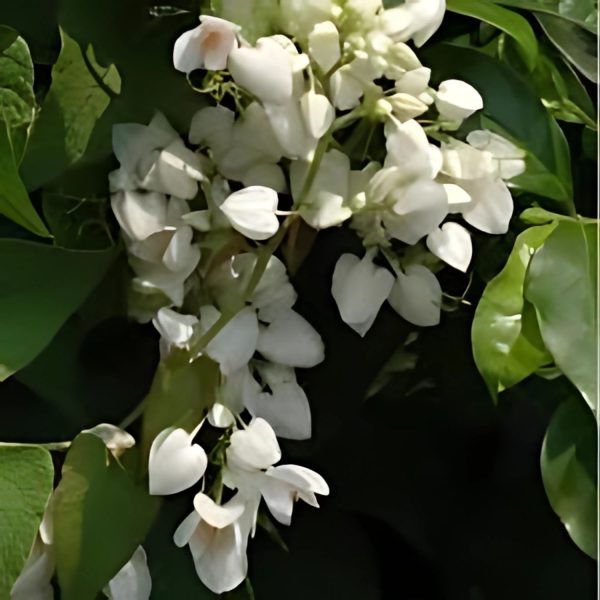 ANTIGONON LEP. ALBA - Image 4