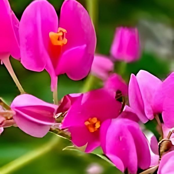 ANTIGONON LEP. ALIP. - Image 3