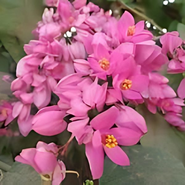 ANTIGONON LEP. ALIP. - Image 4