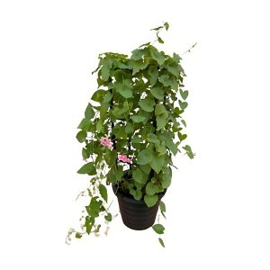 ANTIGONON LEP. ALBA
