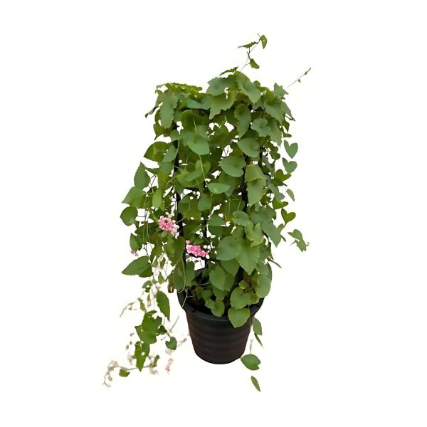 ANTIGONON LEP. ALBA