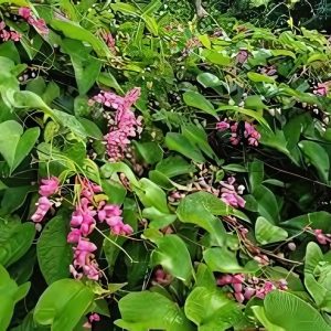 ANTIGONON LEPTOPUS