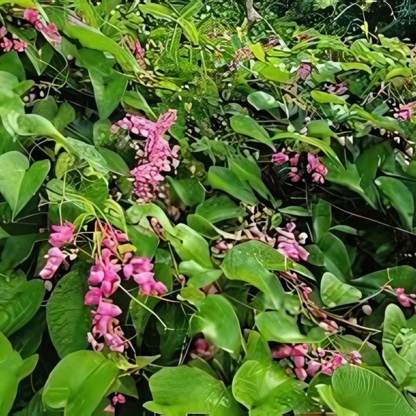 ANTIGONON LEPTOPUS