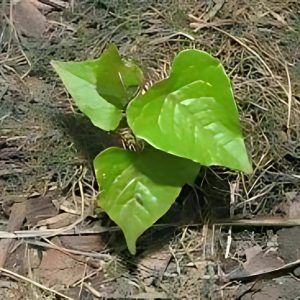 ANTIGONON LEPTOPUS