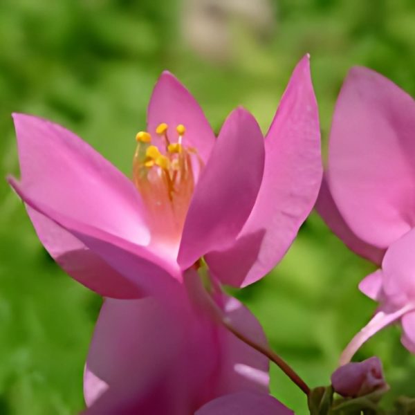 ANTIGONON LEPTOPUS - Image 3