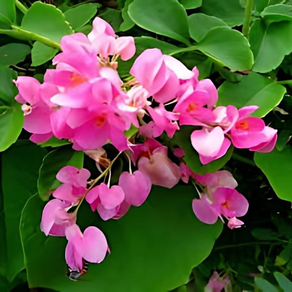 ANTIGONON LEPTOPUS - Image 4