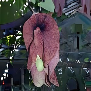 ARISTOLOCHIA ORN.