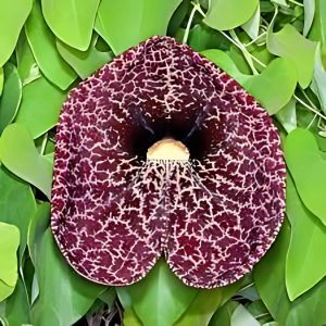 ARISTOLOCHIA ORN.