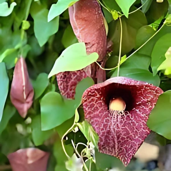 ARISTOLOCHIA ORN. - Image 3