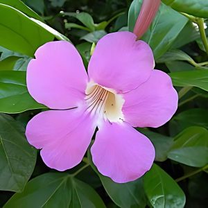 ARRABIDAEA MAGNIFICA