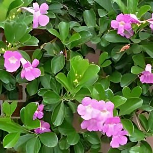 ARRABIDAEA MAGNIFICA