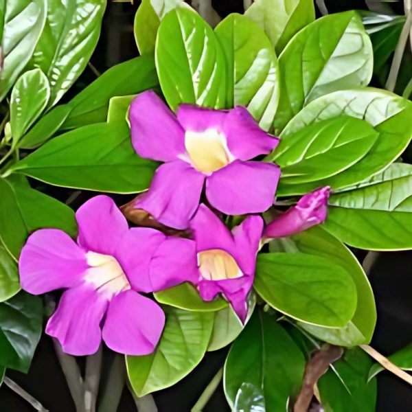 ARRABIDAEA MAGNIFICA - Image 3
