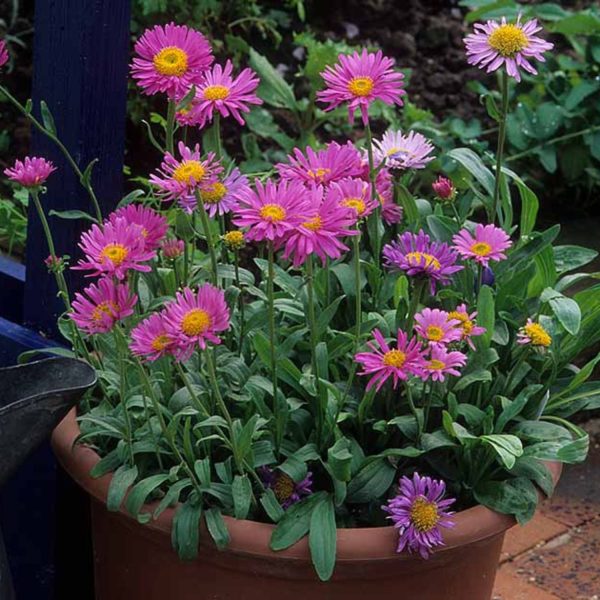 ASTER SPP.