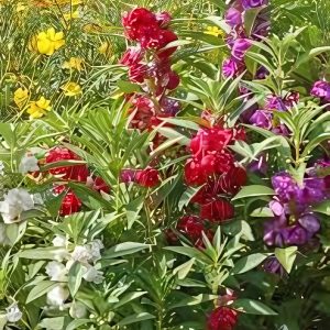 BALSAM SPP.