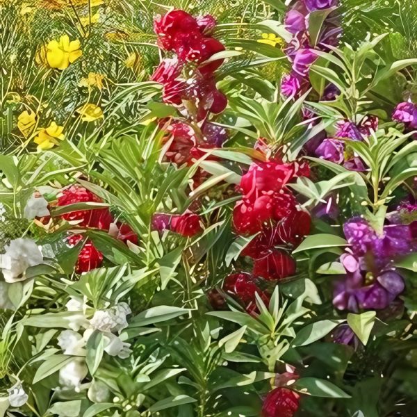 BALSAM SPP. - Image 2