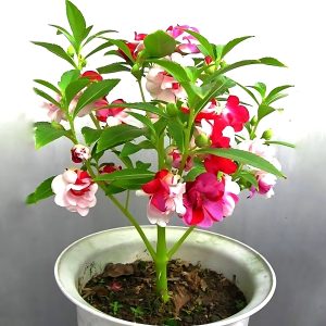 BALSAM SPP.