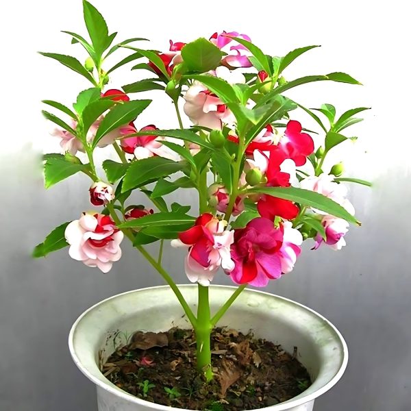 BALSAM SPP.