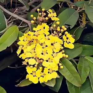 BANISTERIA LAEVIFOLIA