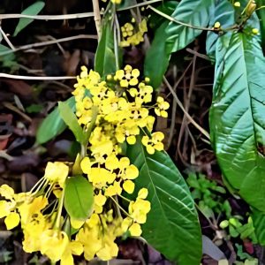 BANISTERIA LAEVIFOLIA