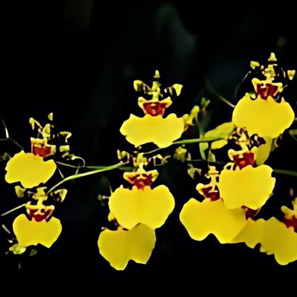 BANISTERIA LAEVIFOLIA - Image 3