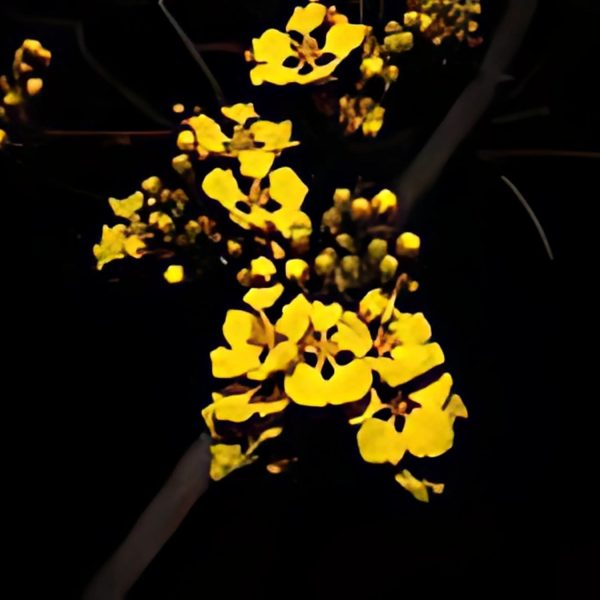 BANISTERIA LAEVIFOLIA - Image 4