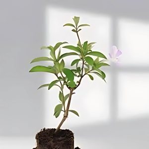 BARLERIA CRISTATA CANDIDA