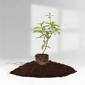 BARLERIA CRISTATA ROSEA