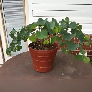 BAUHINIA GALPHINII