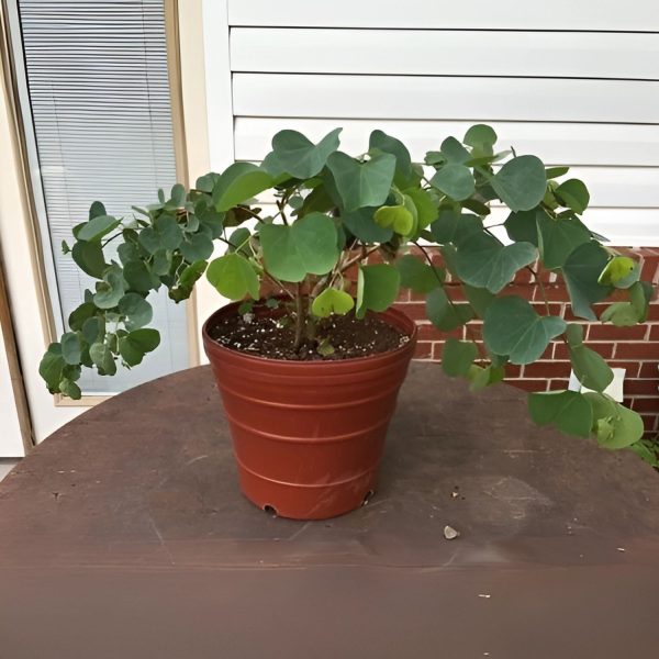 BAUHINIA GALPHINII