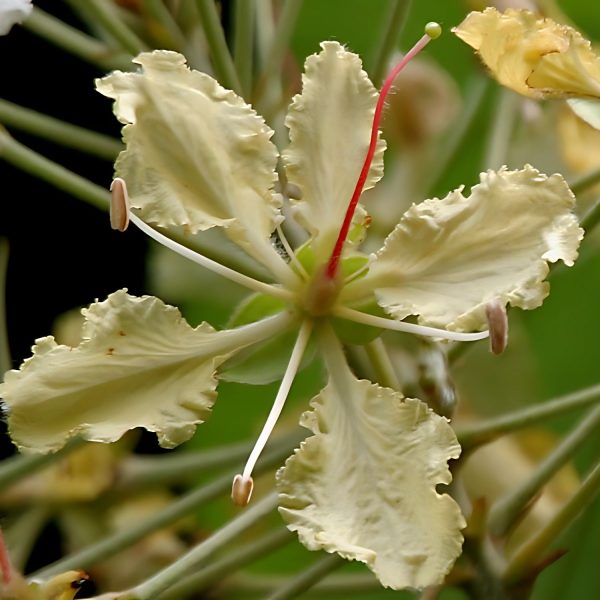 BAUHINIA VAHLII
