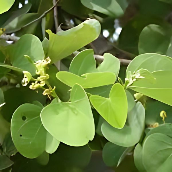 BAUHINIA VAHLII - Image 2