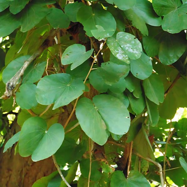 BAUHINIA VAHLII - Image 3
