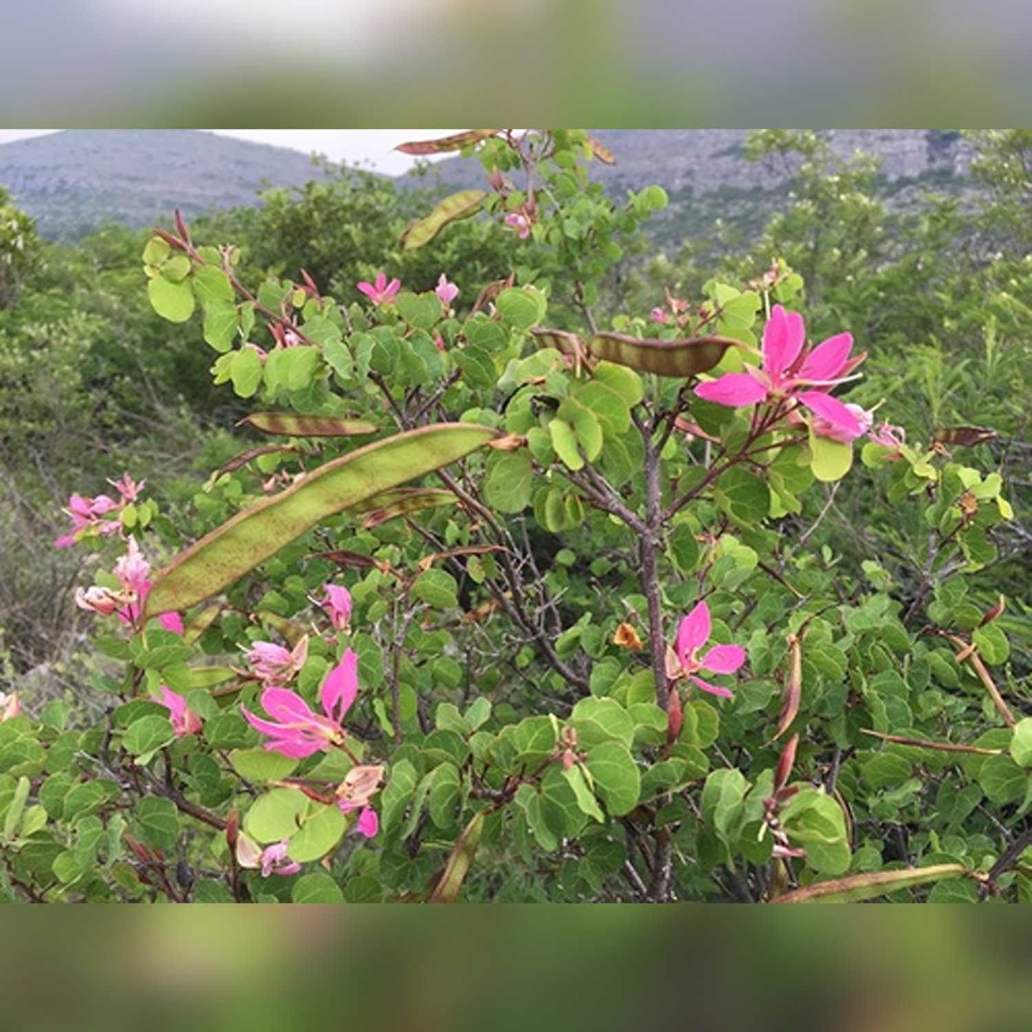 BAUHINIA DIPHYLLA - Image 4