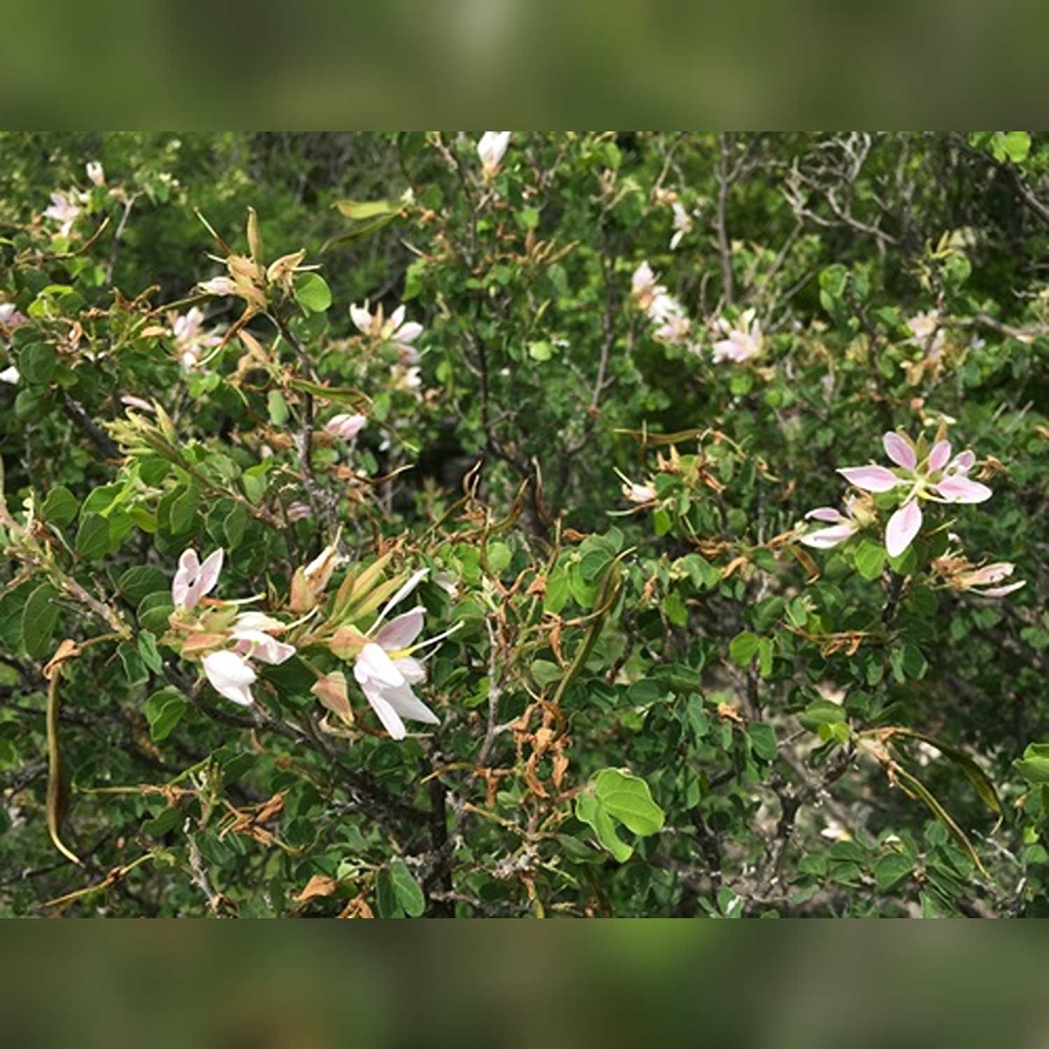 BAUHINIA DIPHYLLA - Image 5