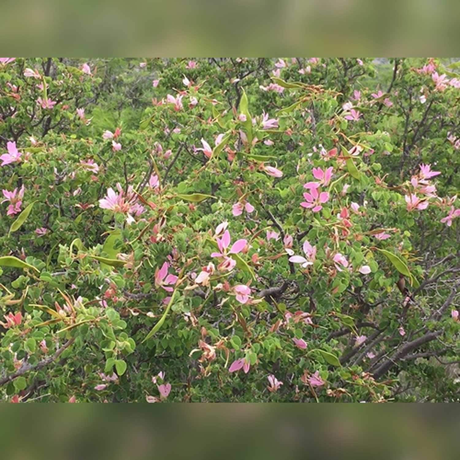 BAUHINIA DIPHYLLA - Image 6