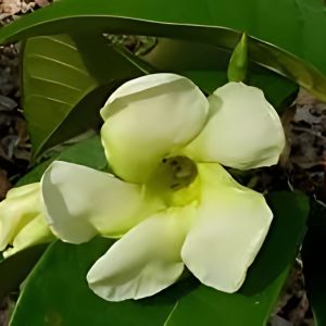 BEAUMONTIA GR.
