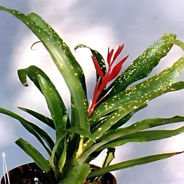 PHP-BILLBERGIA SEIDELII - Image 4