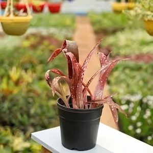 PHP-BILLBERGIA SEIDELII