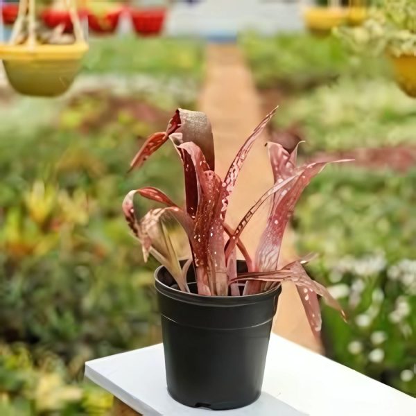 PHP-BILLBERGIA SEIDELII