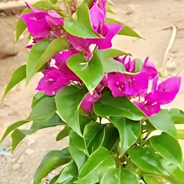 BOUGAINVELLIA TORCH - Image 4
