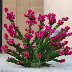 BOUGAINVELLIA TORCH