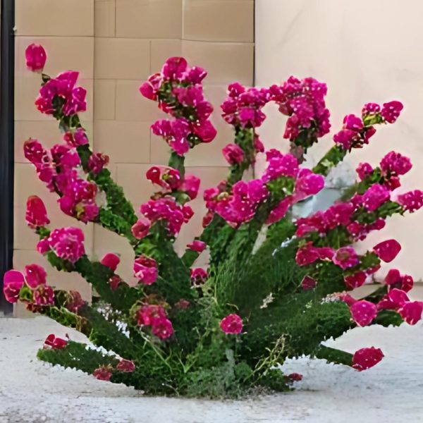 BOUGAINVELLIA TORCH