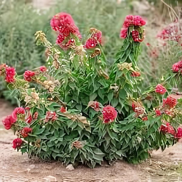 BOUGAINVELLIA TORCH - Image 3