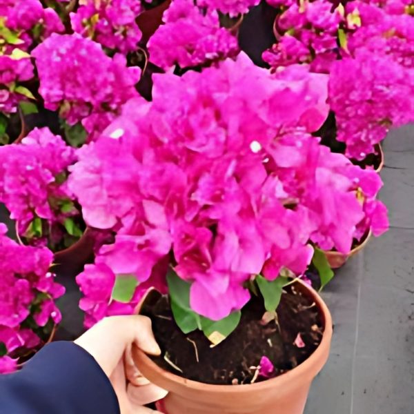 BOUGAINVILLEA BU.MAH. - Image 3