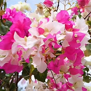 BOUGAINVILLEA BU.MAH.