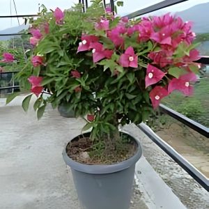BOUGAINVILLEA BU.MAH.