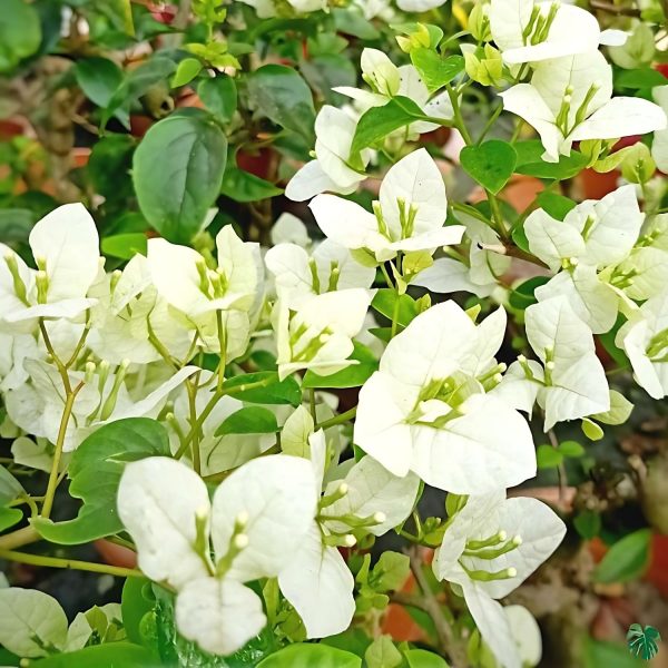 BOUGAINVILLEA BU.MO - Image 4