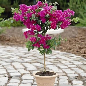 BOUGAINVILLEA BU.MO